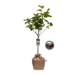 Kerstpakket Fruitbomen mix