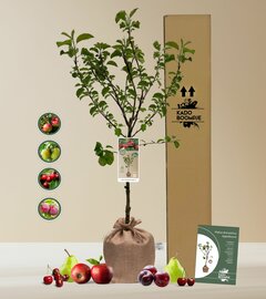 Kerstpakket Fruitboom