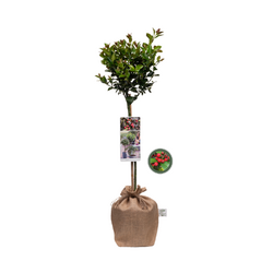 Kerstpakket Ilex Secret Forest Walk