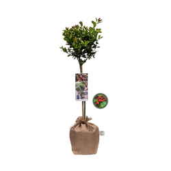 Kerstpakket Ilex Secret Forest