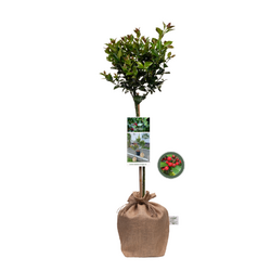Kerstpakket Ilex Secret Forest S - afbeelding 2