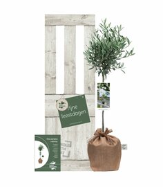 Kerstpakket Kadoboompje