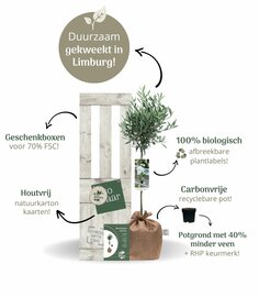 Kerstpakket Kadoboompje
