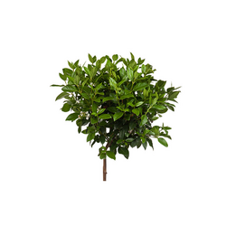 Kerstpakket Kadoboompje
