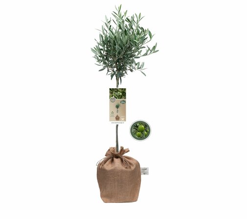 Kerstpakket Olijfboom La Dolce Vita XL