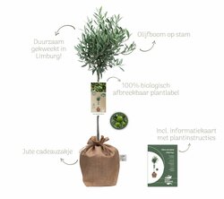 Kerstpakket Olijfboom Mangiare d'Italia