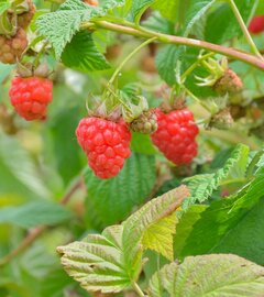 Kerstpakket Raspberry Lunchtime