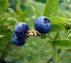 Kerstpakket The Baking Blueberry