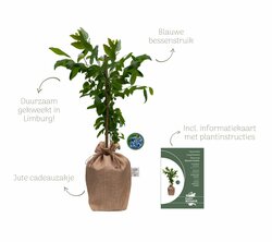 Kerstpakket The Baking Blueberry XL