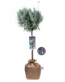 Lavendula angustifolia Munstead op stam