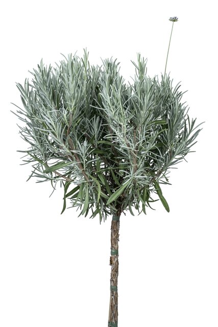 Lavendula angustifolia Munstead op stam