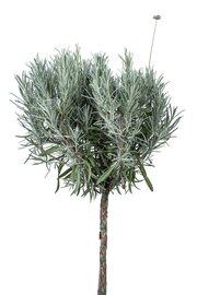 Lavendula angustifolia Munstead op stam