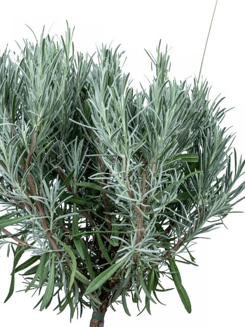 Lavendula angustifolia Munstead op stam