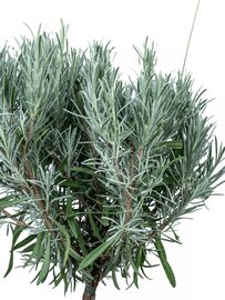 Lavendula angustifolia Munstead op stam