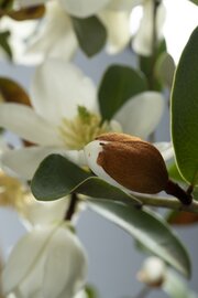 Magnolia laevifolia Gail's Favourite
