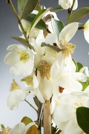 Magnolia Gails Favourite Kadoboompje