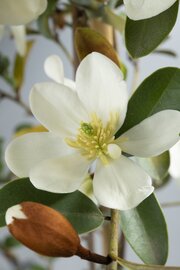 Kadoboompje bloem Magnolia Gails