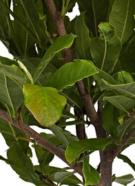 Stermagnolia blad