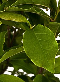 Terrasboompje Magnolia