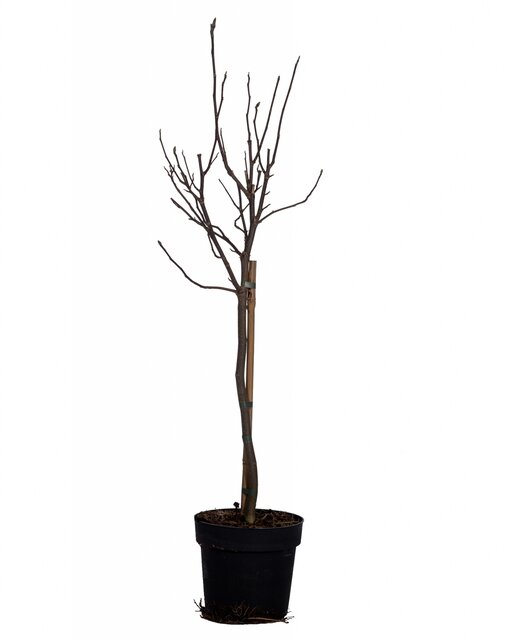 Winterhard boompje Magnolia