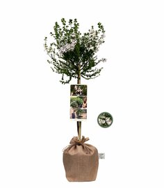 Kadoboompje Muntstruik - Prostanthera cuneata op stam