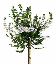 Prostanthera cuneata op stam