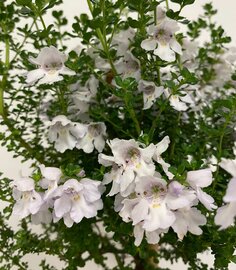 Kadoboompje Muntstruik - Prostanthera cuneata op stam