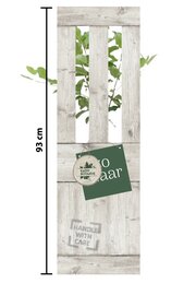 Patio Appelboom