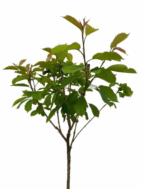 Kadoboompje Kersenboompje 90cm