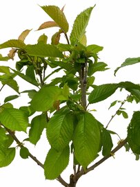 Kersenboom Prunus avium