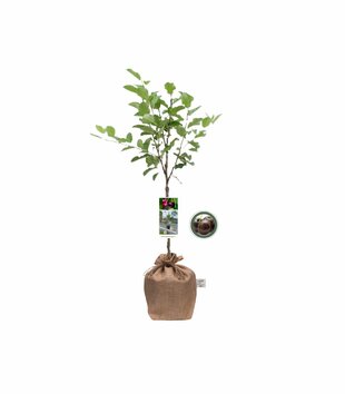 Kersenboompje op Kadoboompje.nl