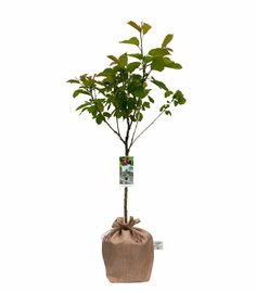 Kersenboompje op Kadoboompje.nl