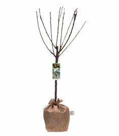 Kersenboom Prunus avium
