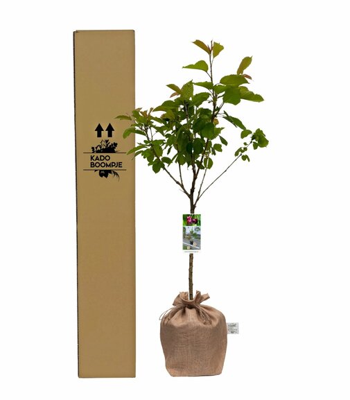 Kersenboom Prunus avium