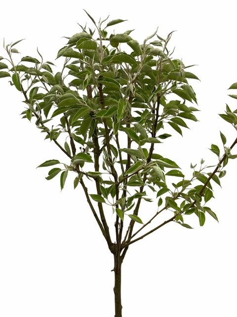 Pyrus communis Perenboom
