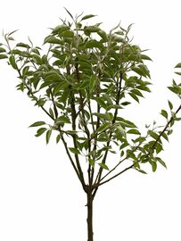 Pyrus communis Perenboom