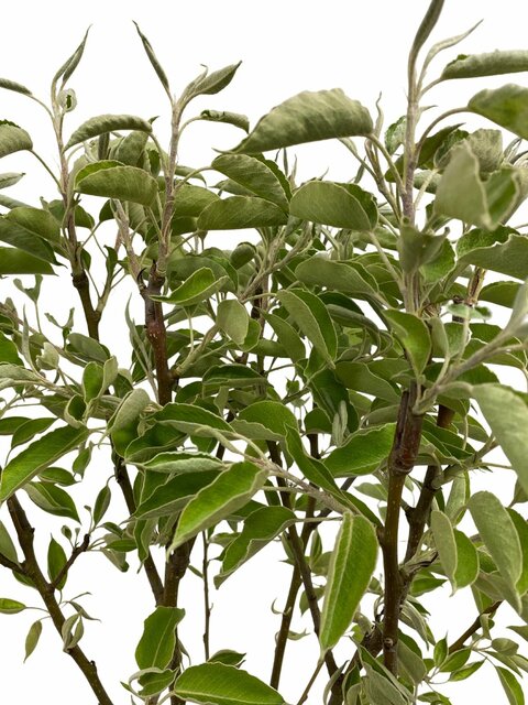Pyrus communis Perenboom