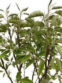 Pyrus communis Perenboom