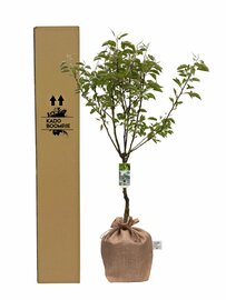 Kadoboompje Perenboom Pyrus