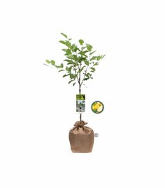 Patio Perenboom Kadoboompje