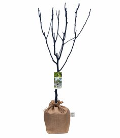 Pyrus communis Perenboom