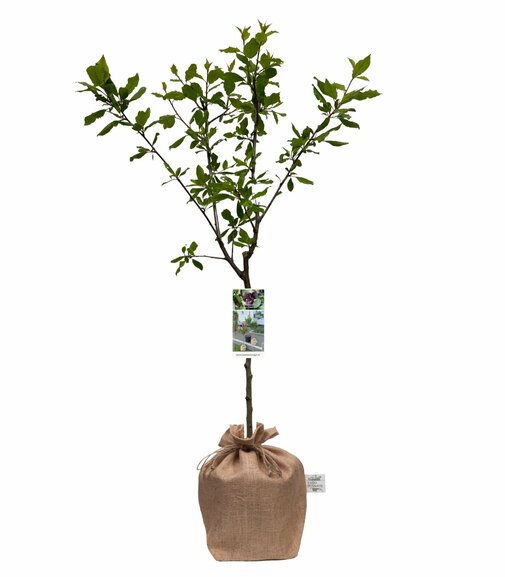 Pruimenboom Kadoboompje.nl