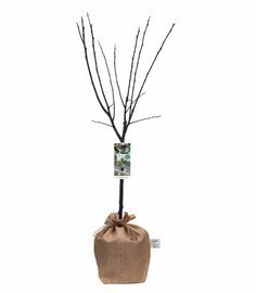 Prunus domestica-Pruimenboom 90cm
