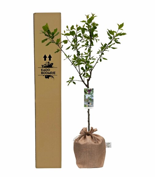 Pruimenboompje cadeau geven