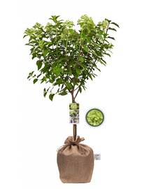 Pluimhortensia Limelight