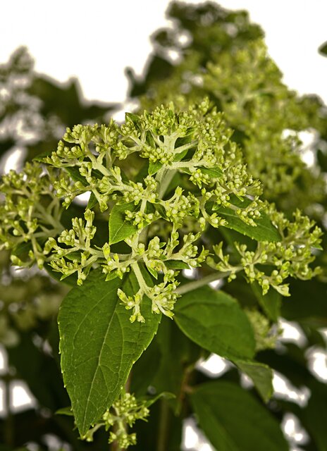 Pluimhortensia Limelight