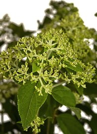 Pluimhortensia Limelight