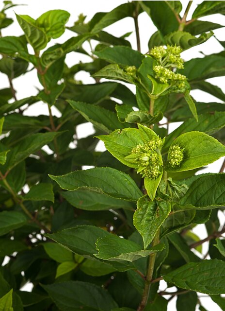 Pluimhortensia Little Lime