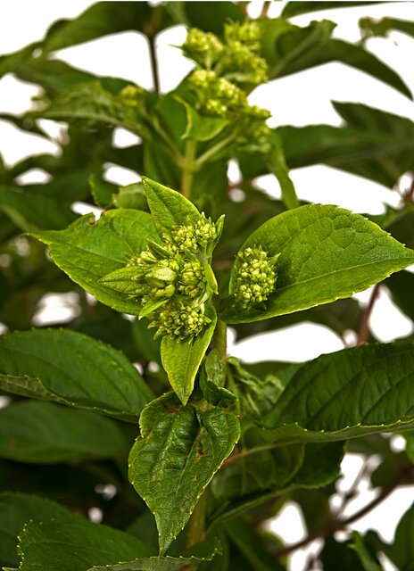 Hydrangea Little Lime