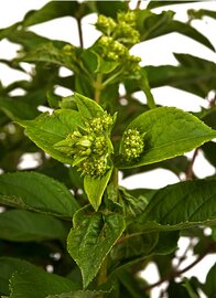 Hydrangea Little Lime